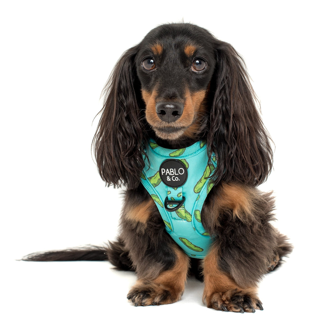 PABLO & CO PICKLES ADJUSTABLE HARNESS