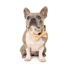 Load image into Gallery viewer, Pablo &amp; Co Yellow Daisy Collar
