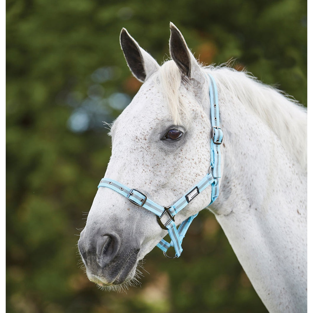ROMA STRIPE HEAD COLLAR