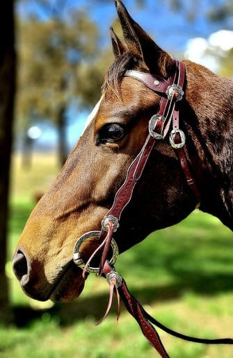 Toprail Yellowstone Bridle & Rein Set