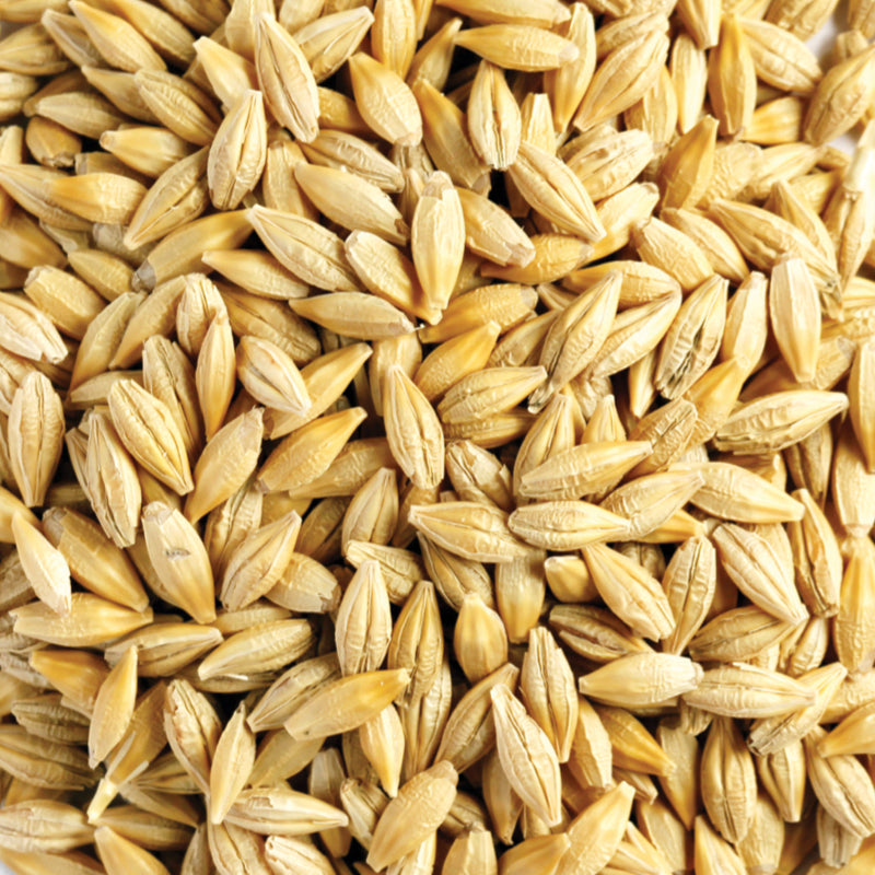 Barley Whole