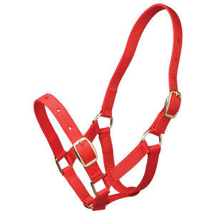 GYMKHANA FOAL HALTER